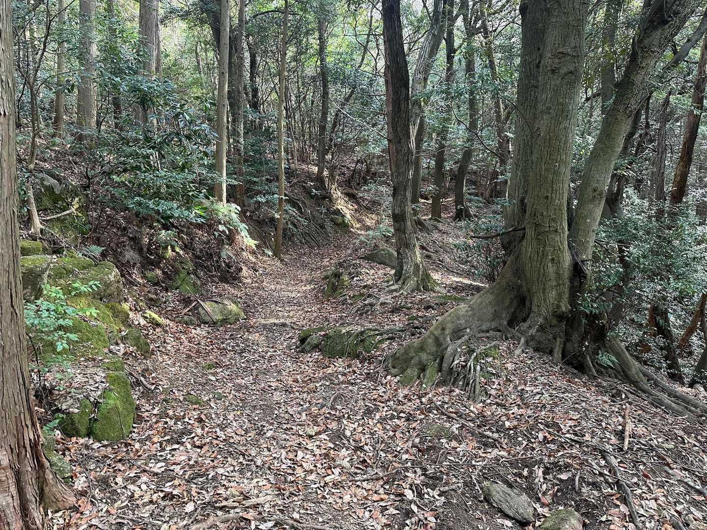 素敵な道でしょ☝️