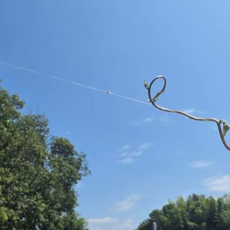 旺盛なパワー
ツルが絡んでいる相手は蜘蛛の糸
蜘蛛の仕事もスゴイ感心する
