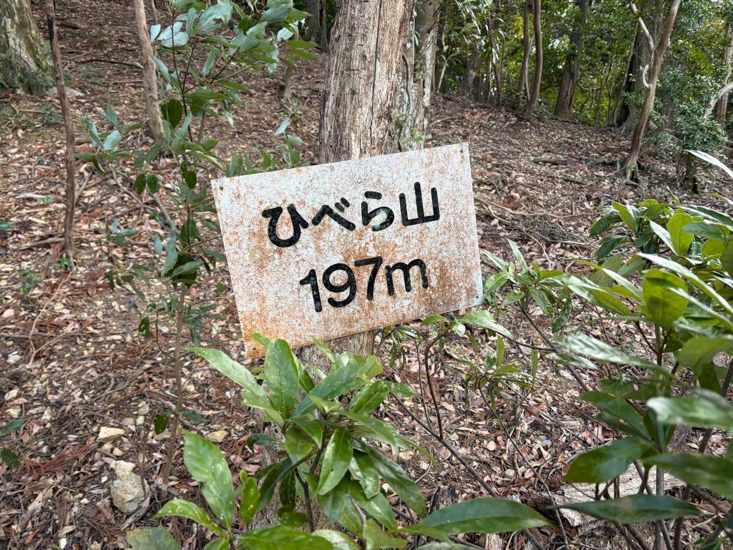 ひらべ山⛰️
確かにYAMAPの地図のピークからはだいぶズレた場所にあった😝