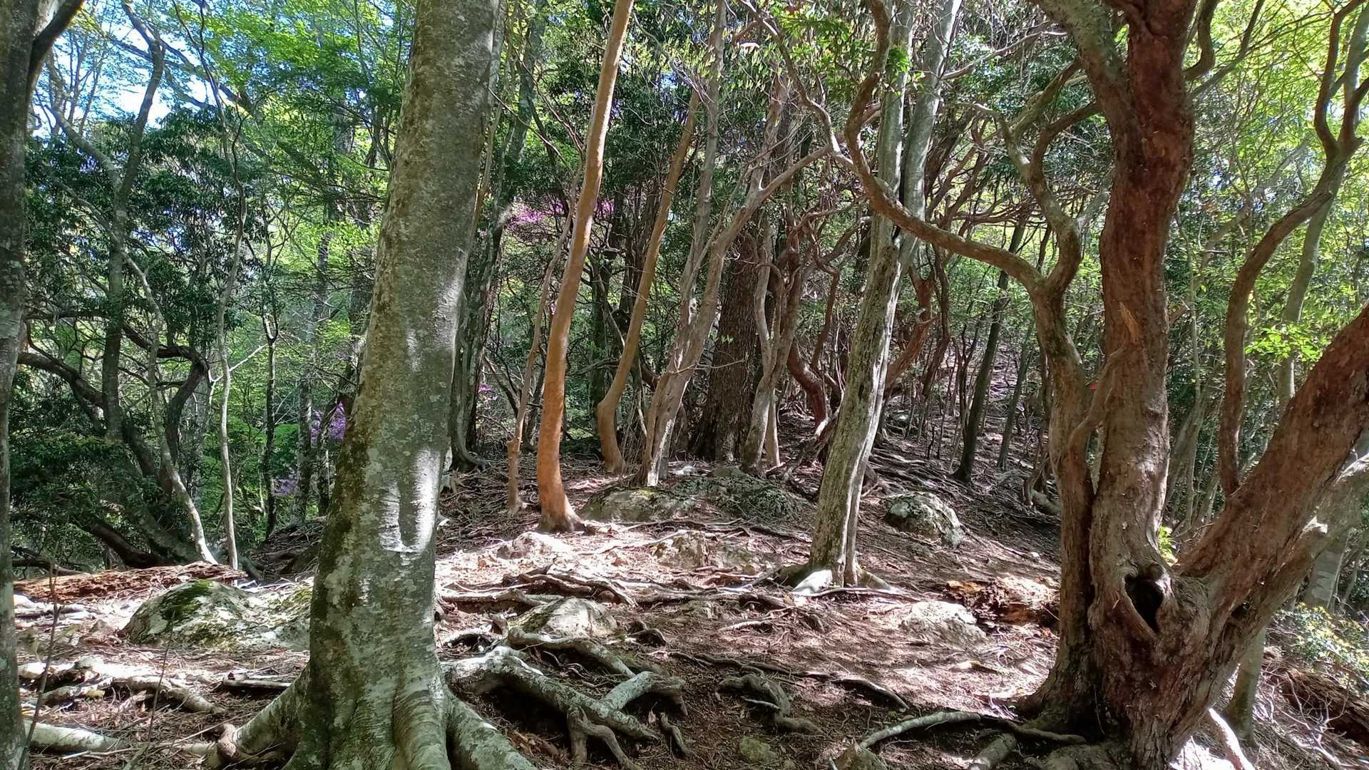 登り💧