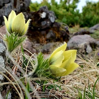 ミヤマムラサキ