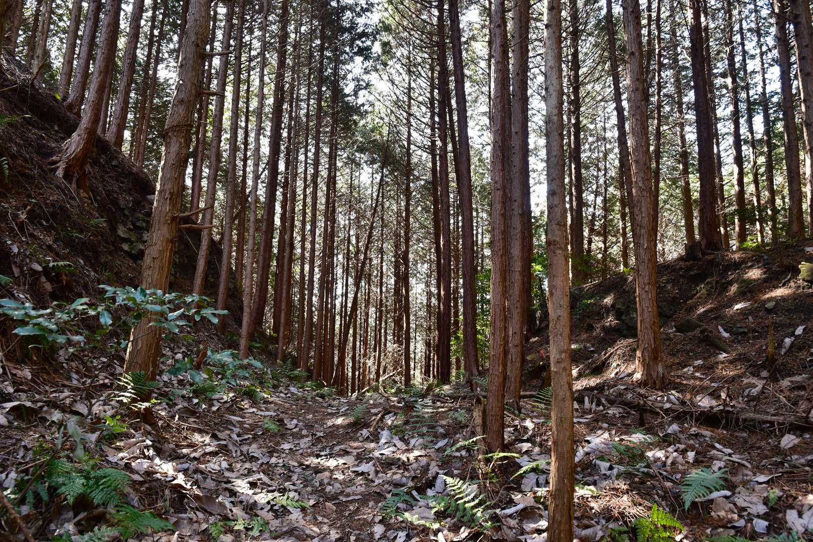 屋敷跡群と主郭部を分断する堀切。