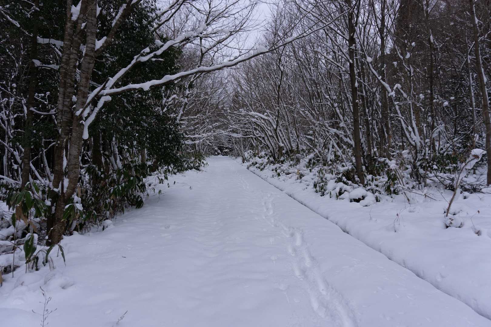 登山口までしばらく林道歩き。
先行者のトレースがありました。