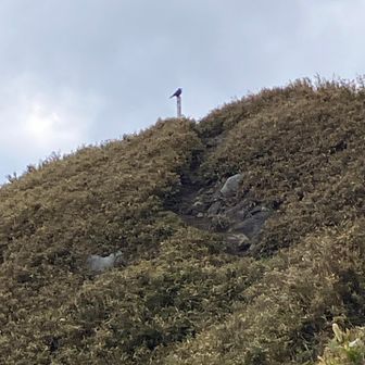 山頂標に　鳥が🐦‍⬛