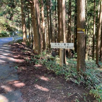ここから登山道です