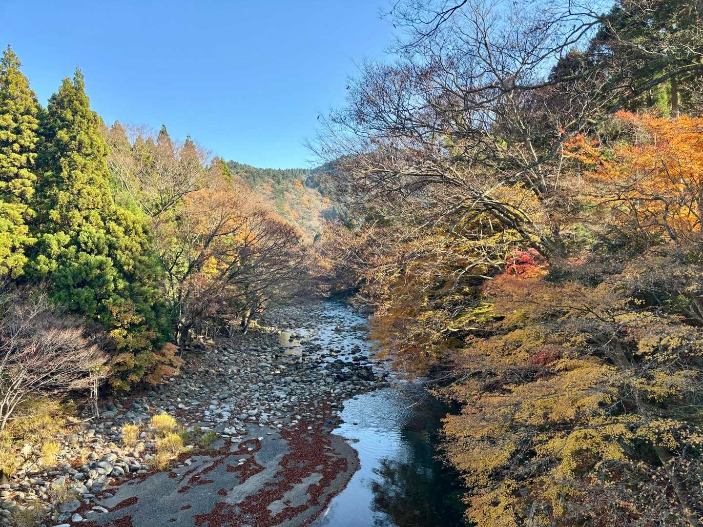 今回は車に乗せていただいたけど、最高の紅葉ドライブだった〜🍁🍂