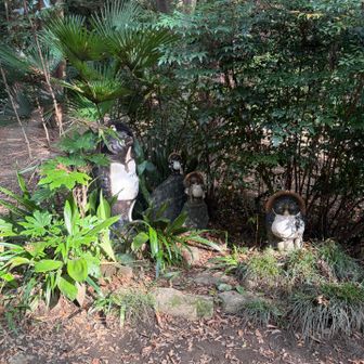 小仏峠の狸。もっと大きかった印象