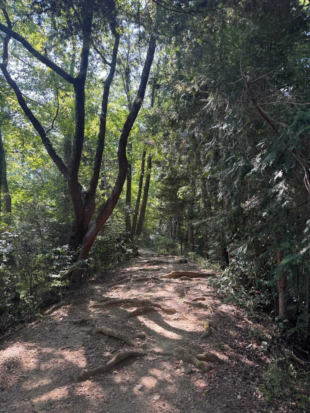 高尾山口-草戸山-榎窪山 往復コースの写真