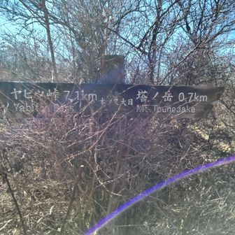 木の又大日到着👍
ここからの富士山は木々に隠れて見えづらいです😥