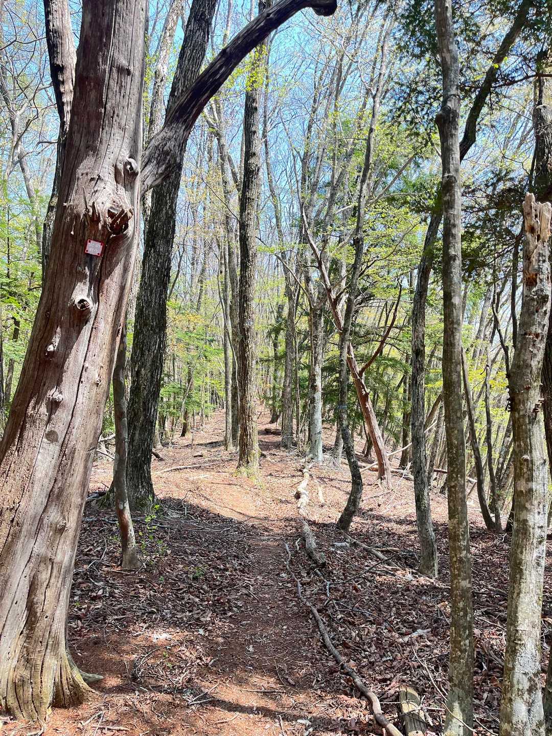 網掛山 | 古道・東山道を辿り、南アルプスの眺望を楽しむ阿智セブンサミットの一座の写真