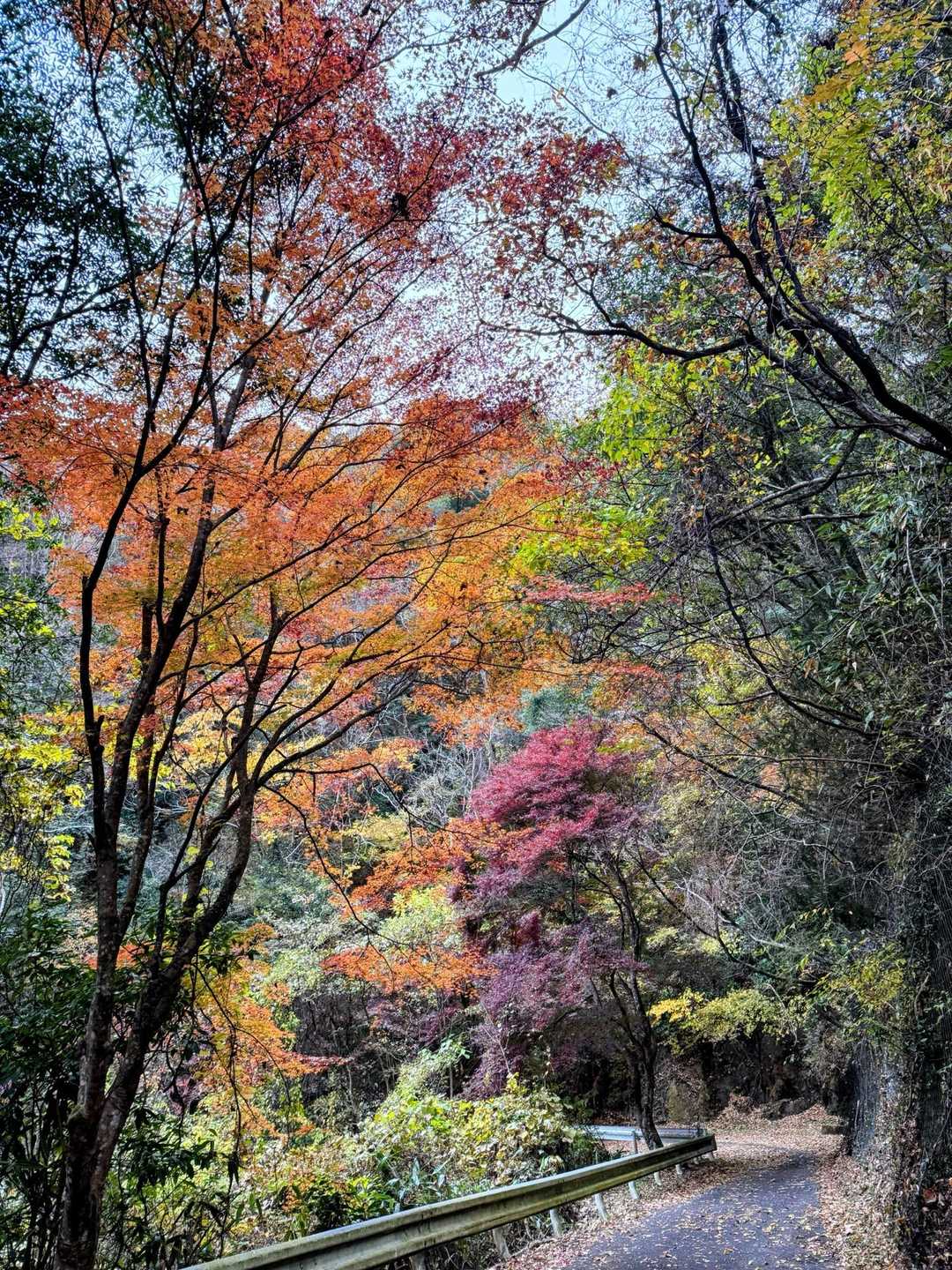 しばらくは、林道です