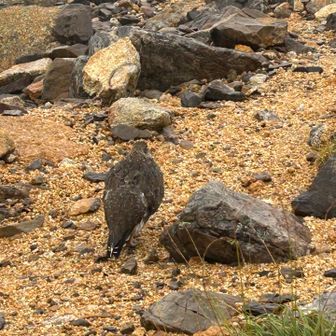 雷鳥✨
足元が白くなり始めてる。
冬支度が始まってるんだと、同じ宿からの登山者さんが教えてくれた。
この後、その方と下山。
風雨の中の岩場、1人だと心細かったと思う。
本当にありがとうございました🙏✨