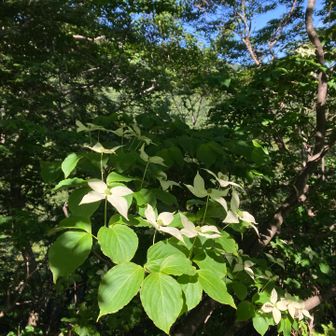 そして大きなヤマボウシの花