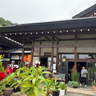 納経所前にはお寺の方が育てた色々な種類のメダカが売られていた