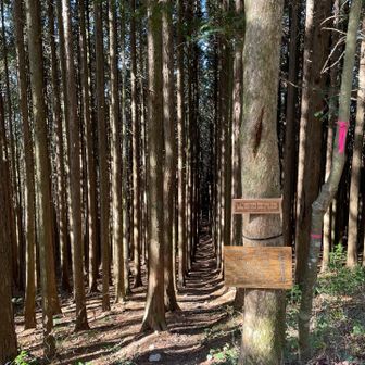 急坂を下り「人生の並木路」