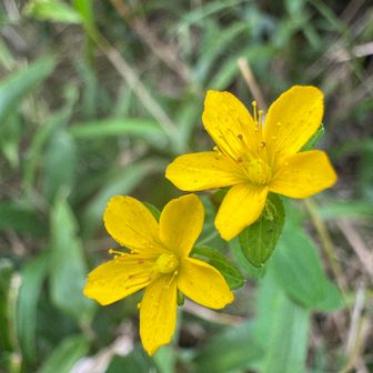 オトギリソウ　お花🌼は可愛いけど
名前の由来は怖い　弟切りって😂