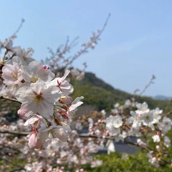 登山口がちょっとした桜の広場に。ここが一番咲いていた