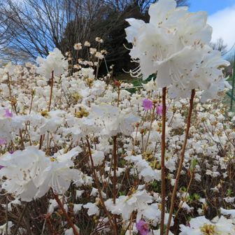 シロバナゲンカイツツジ