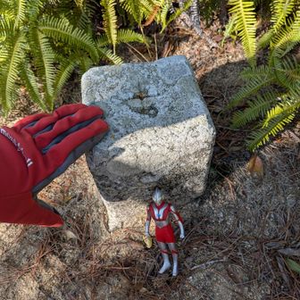 シダをかき分け．．
　岩も登り．．

⛰️西目山．．とうちゃこ
　　三等三角点ﾀﾞﾖ