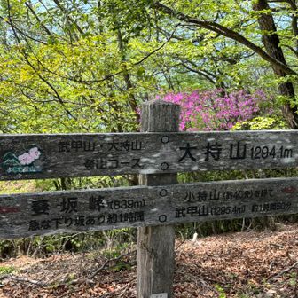 大持山到着。ここは虫が多かった〜💦