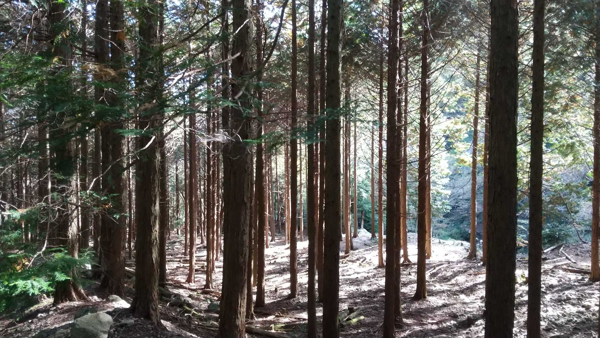 三池岳登山口-三池岳-八風峠 周回コースの写真