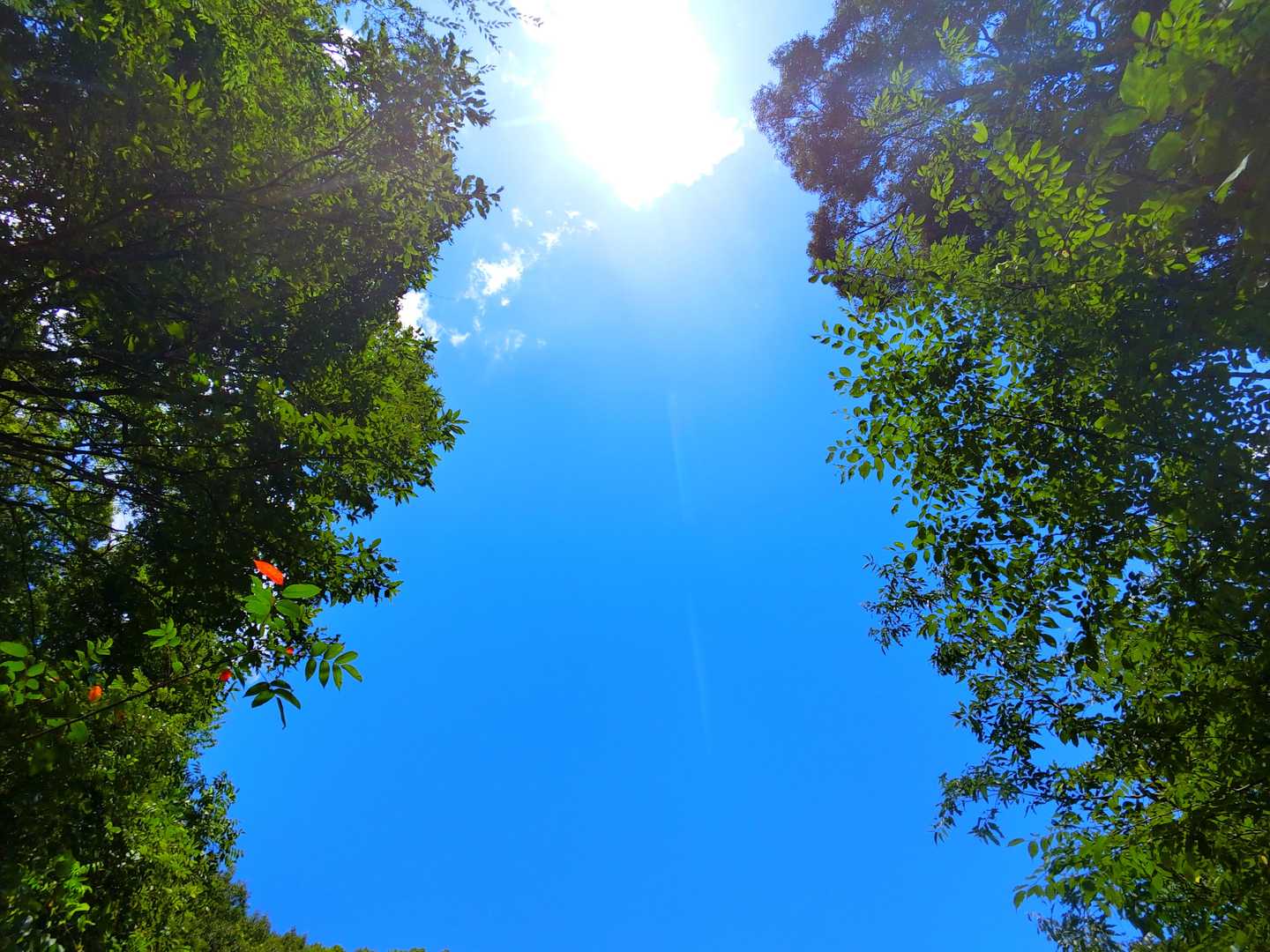 太陽がジリジリ照らしてますね (;'∀')