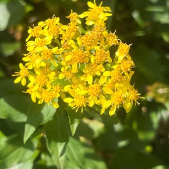 秋の麒麟草（アキノキリンソウ）