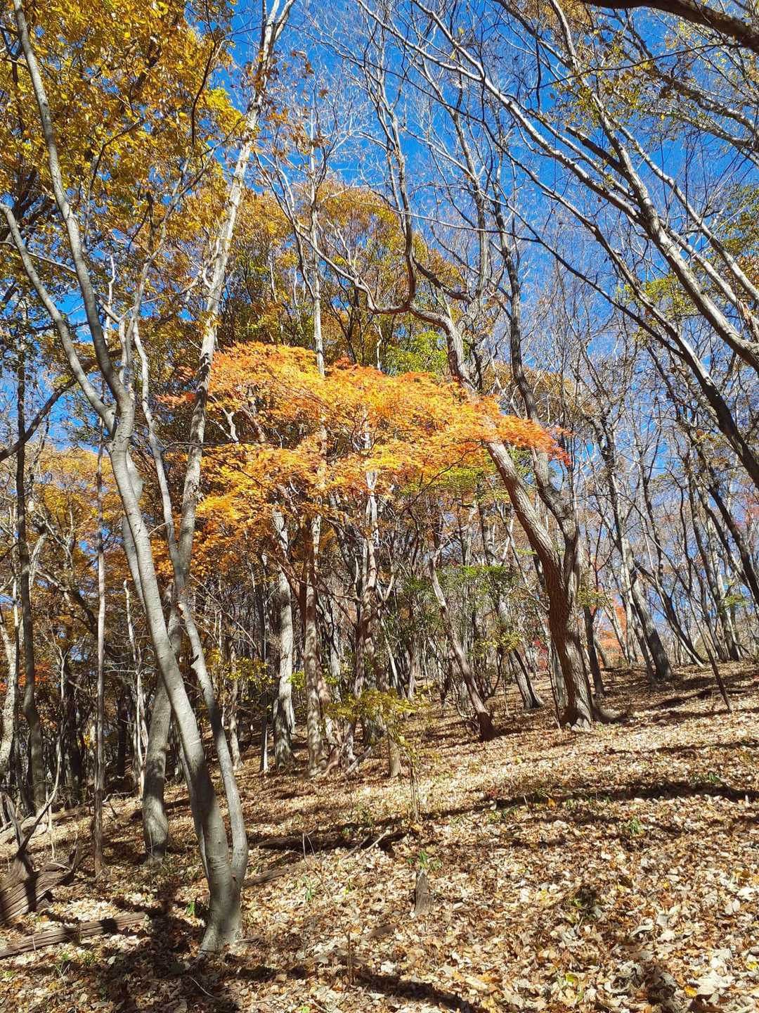 ほとんど葉が落ちているのに、紅葉の葉が残っている