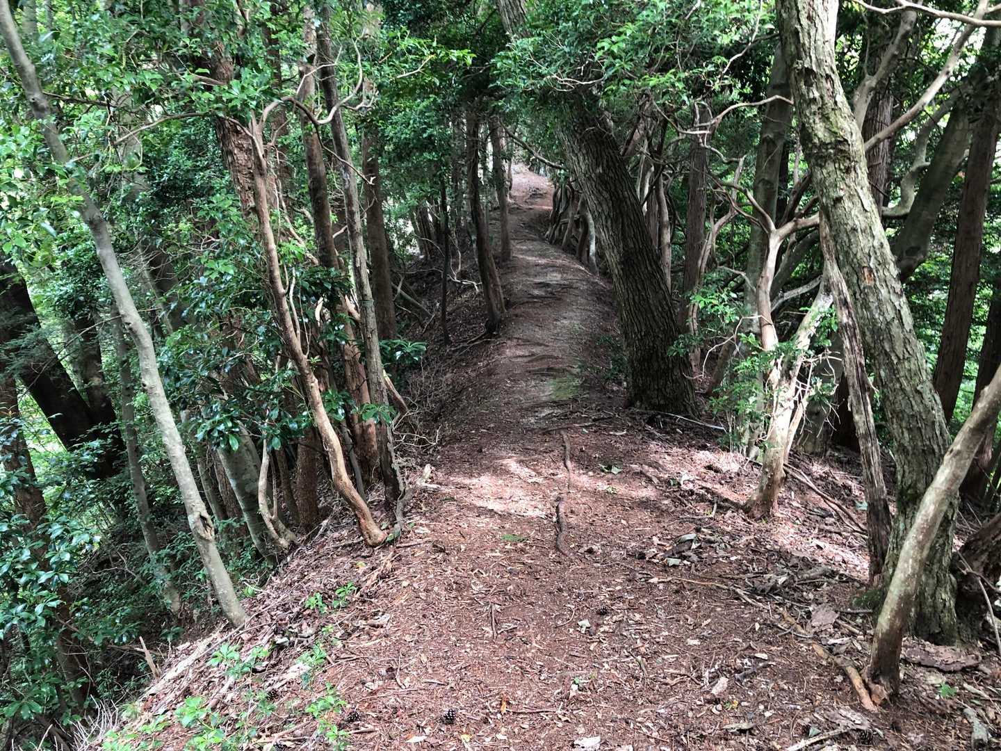大草北道、最初はなだらかで落ち葉ふかふか歩きやすい道