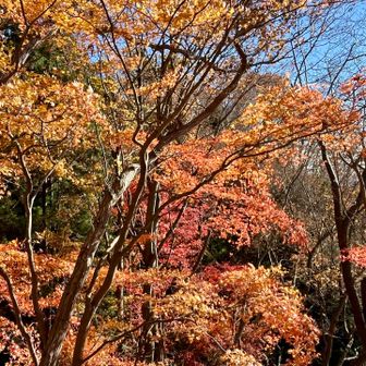 釜沢越の紅葉🍁✨