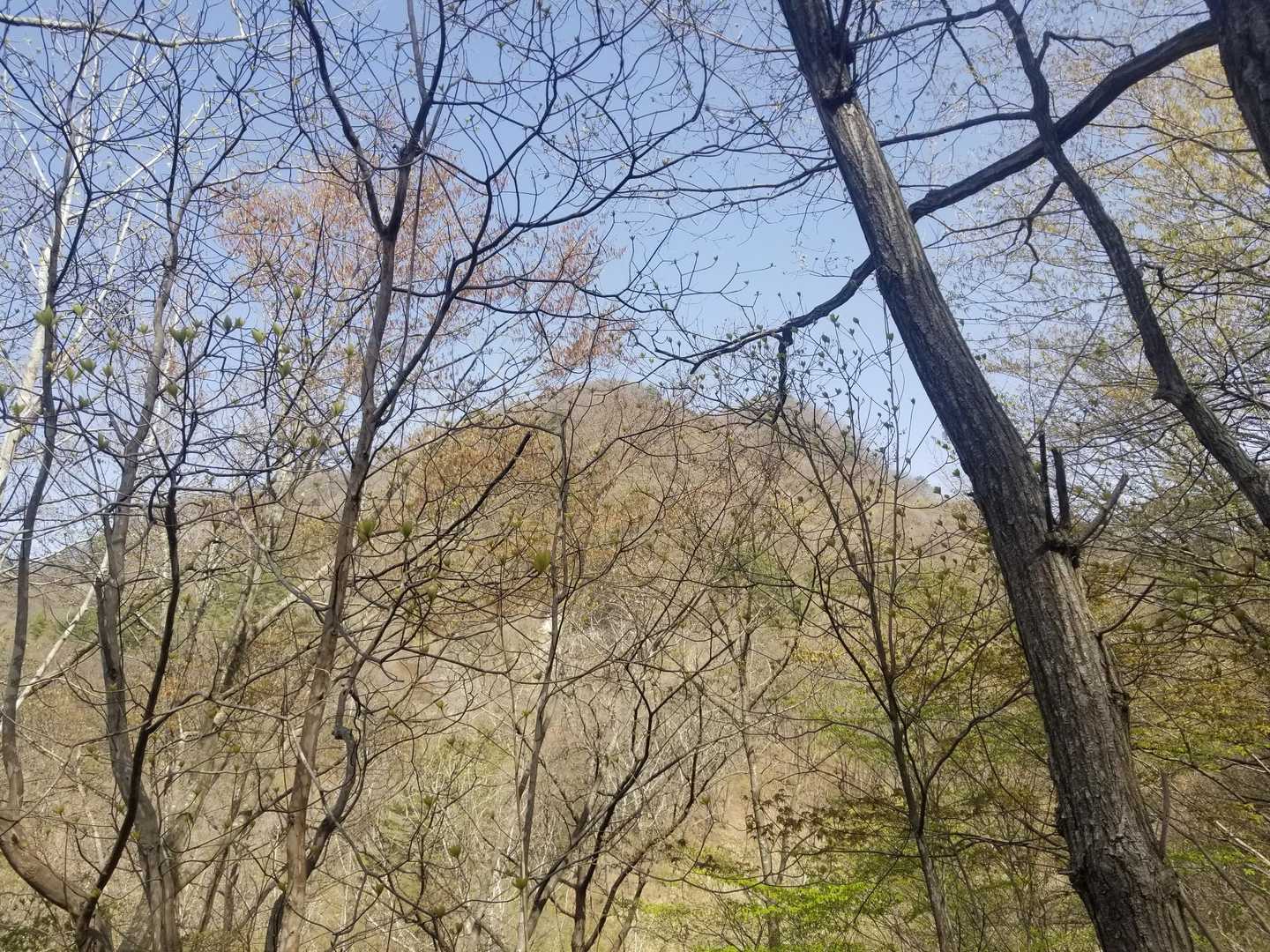 あれが、王城山ですね。