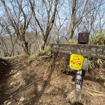 金冷しから鍋割山へ