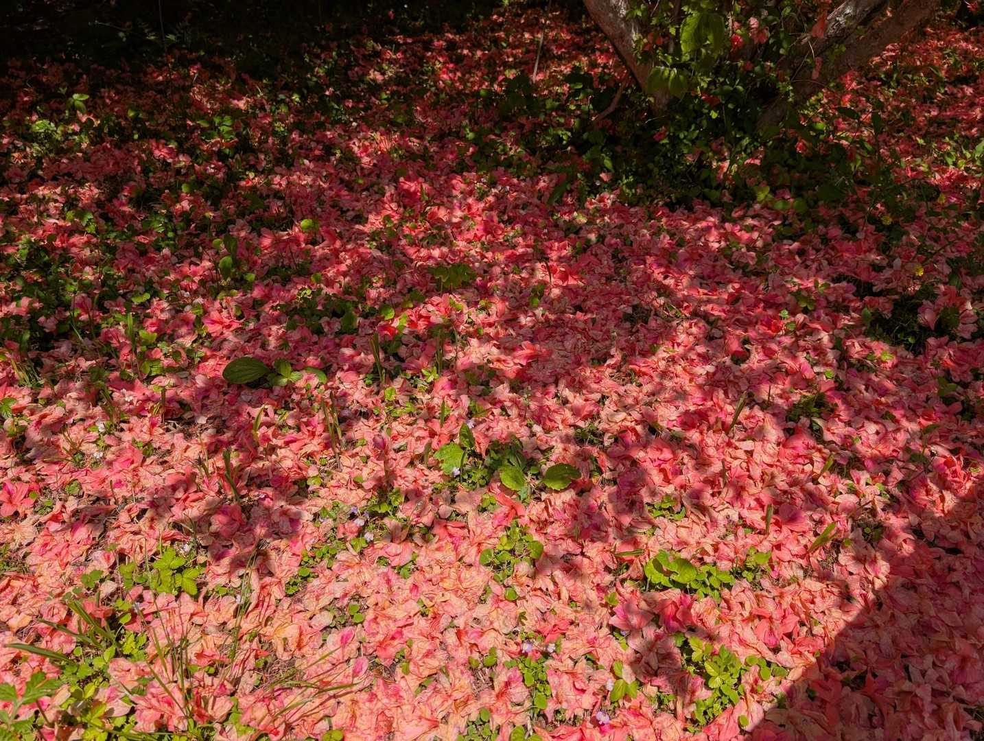 落花が多い