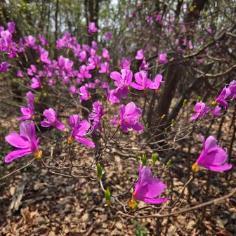 コバミツバツツジ