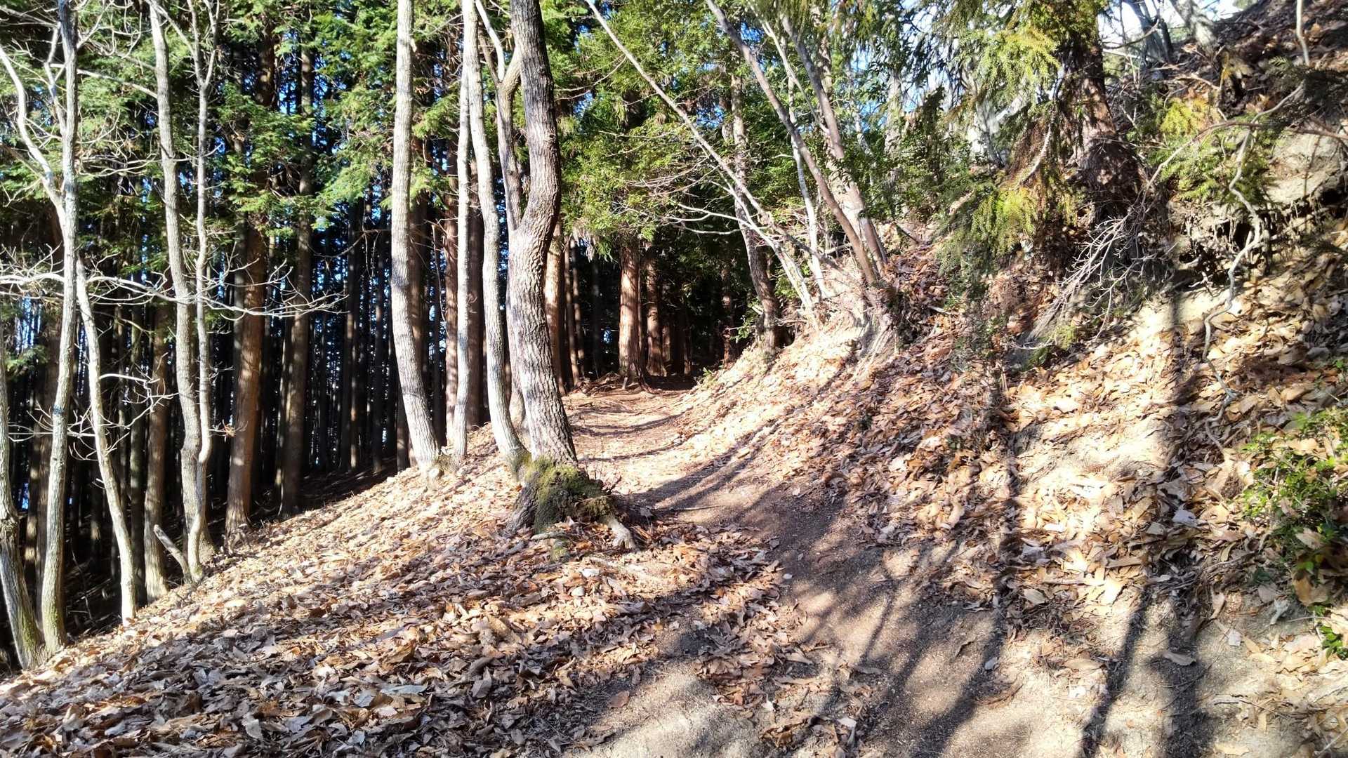 気持ちいい登山道