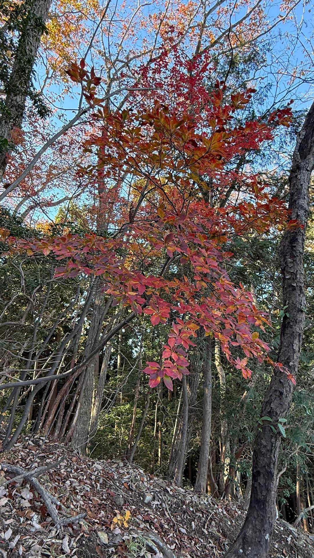 所々に紅葉もありますが葉が落ちてしまっている木もあり💦