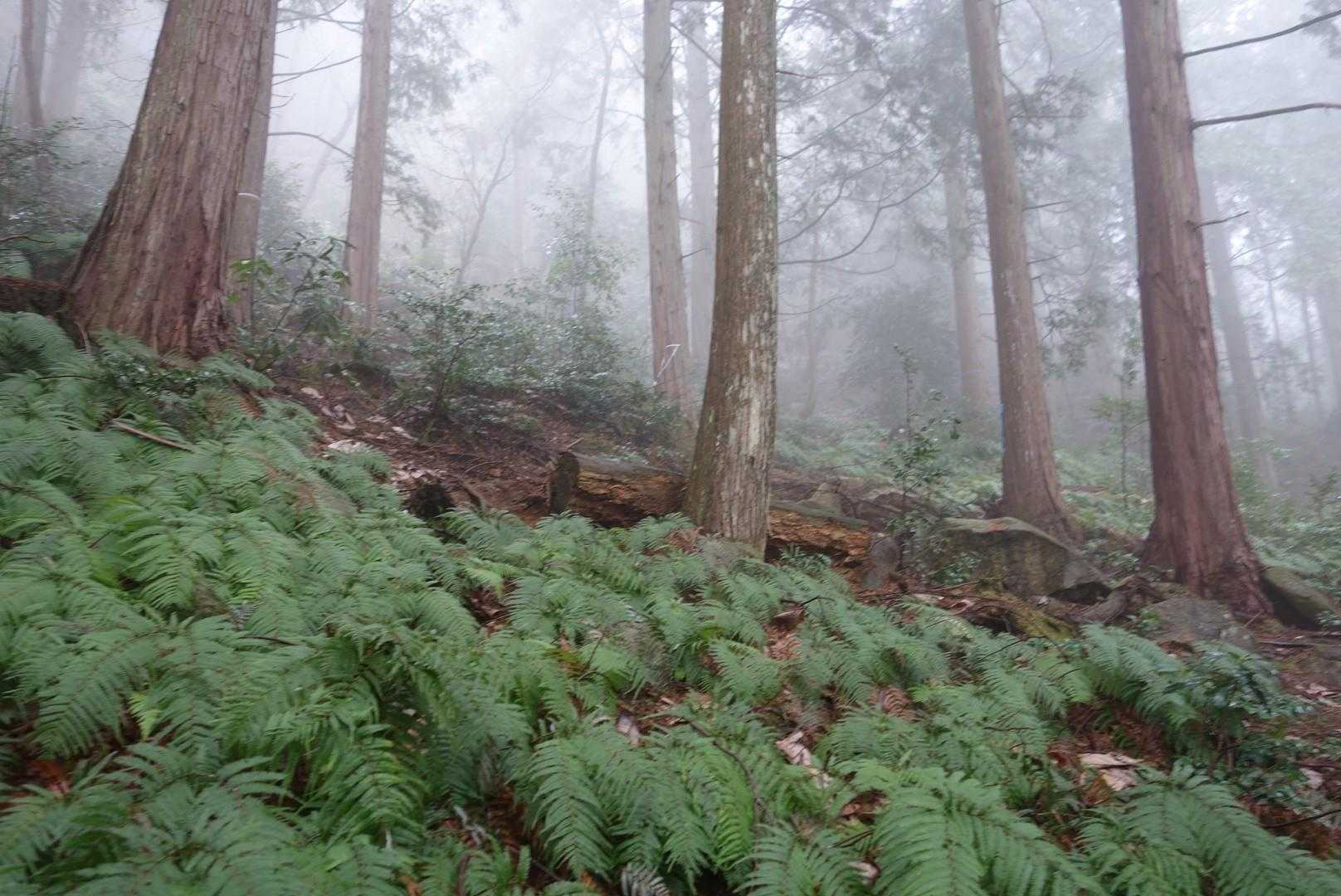 …幻想的です