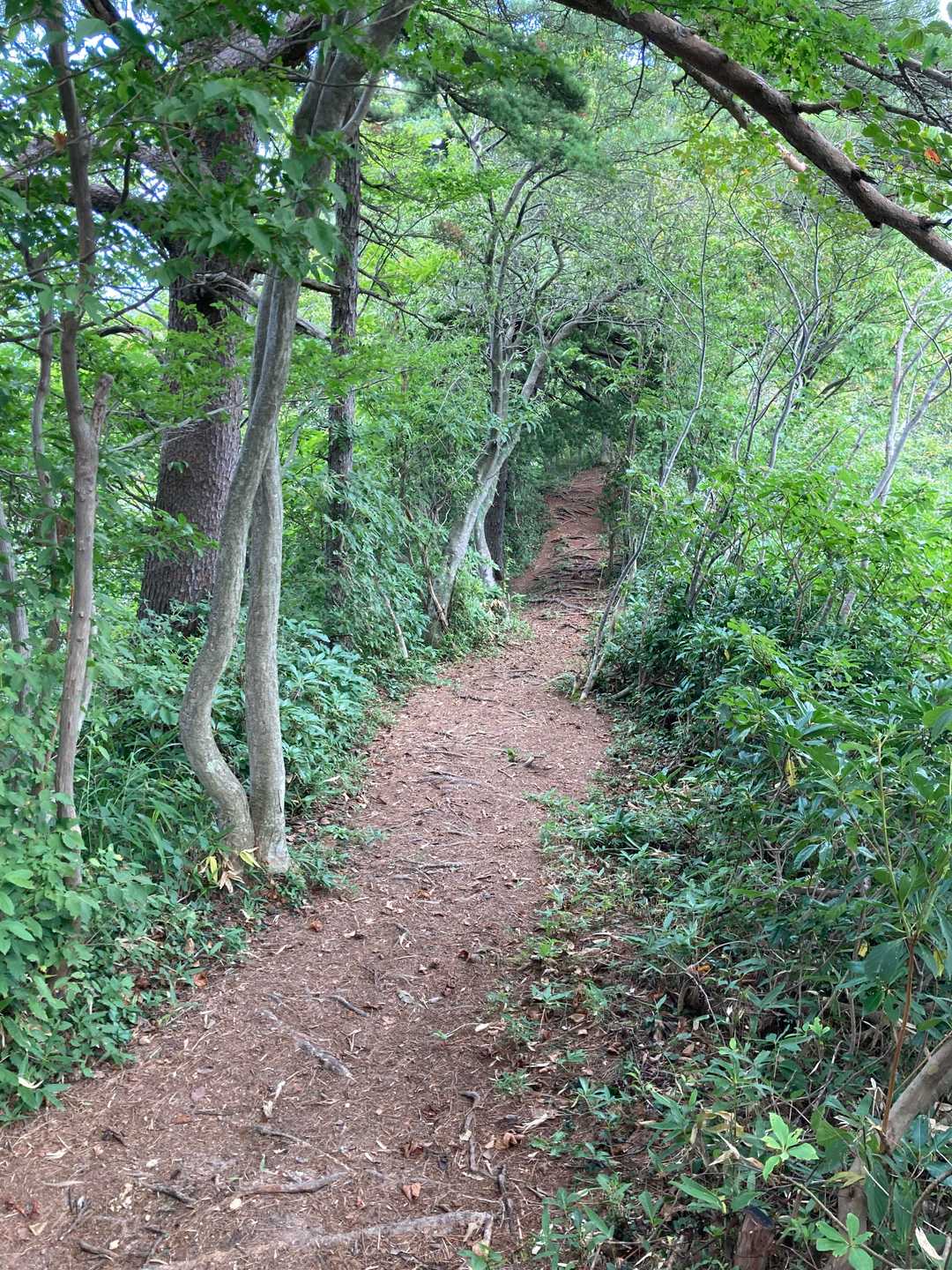 歩きやすい登山道