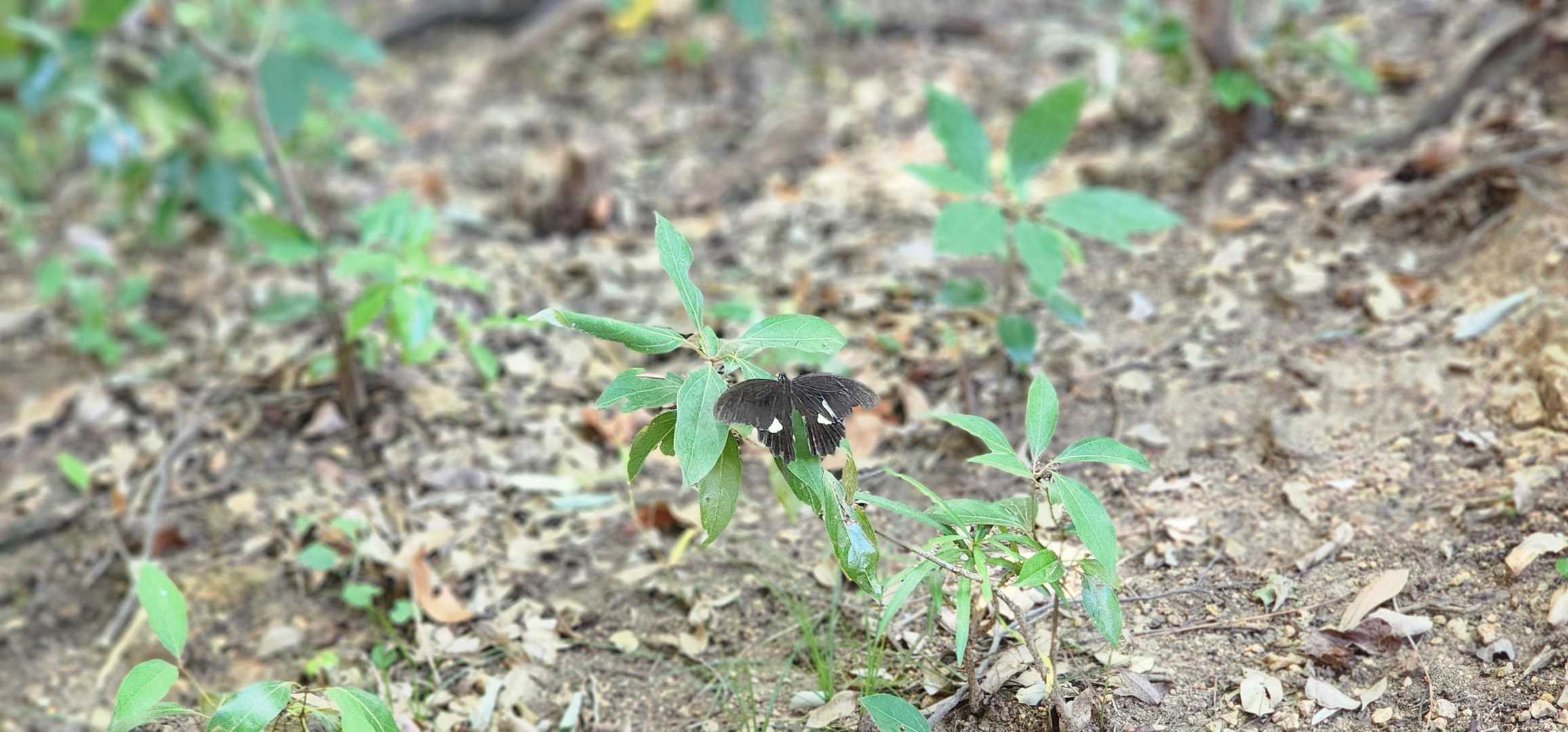今日は蝶々と、とてもよく会う
嬉しい出会い🦋