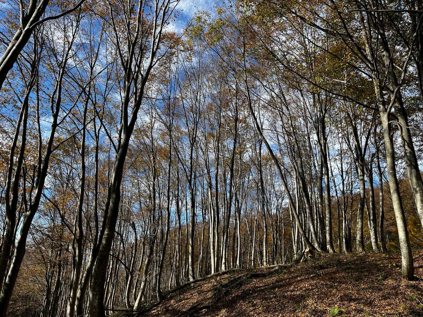 権現堂山周回 | 戸隠神社の境内を抜け、ブナ林と越後三山の大展望を歩くの写真