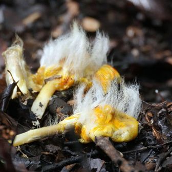 キタマゴタケ
AIによれば、食べられるキノコですが、猛毒の「タマゴタケモドキ」と見分けが難しいため、素人による自己判断での採取や食用はお勧め出来ないとか
キノコに付着した白い毛状のものは、気中菌糸と言われるもので、キノコ本体が成長しようとして伸びたものである。これは温度の激しい変化や、空気に多く触れることで活発になり現れる