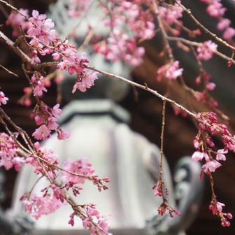 施福寺は桜が咲いててくれました🌸