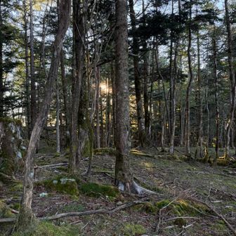 登山道でも比較的標高が下の方。
土が剥き出しに…