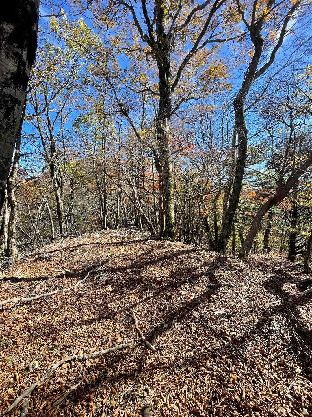 ここから山頂まで
ずっとふかふかな落ち葉🍂を歩く