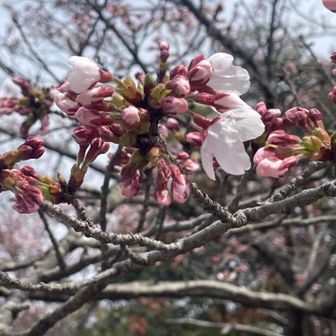 山頂はまだ蕾が多いので今週末まで楽しめそう