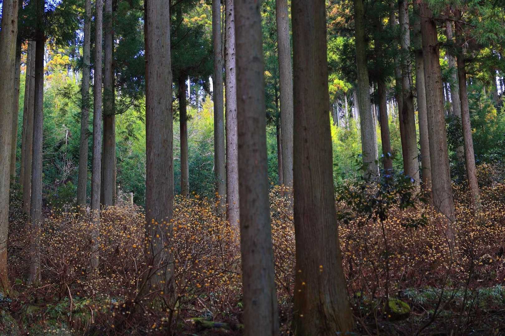 高畑山 往復コースの写真