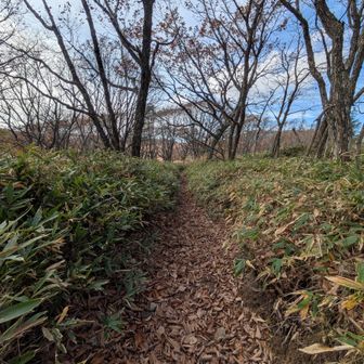 落ち葉がサクサク