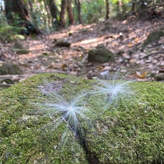 高野坂から離れ五輪塔に向かう途中、ケサランパサランがたくさん。なんの綿毛？