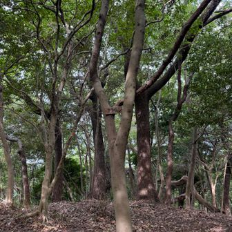 タタラ山山頂