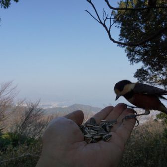 やって来ました！ヤマガラ！！